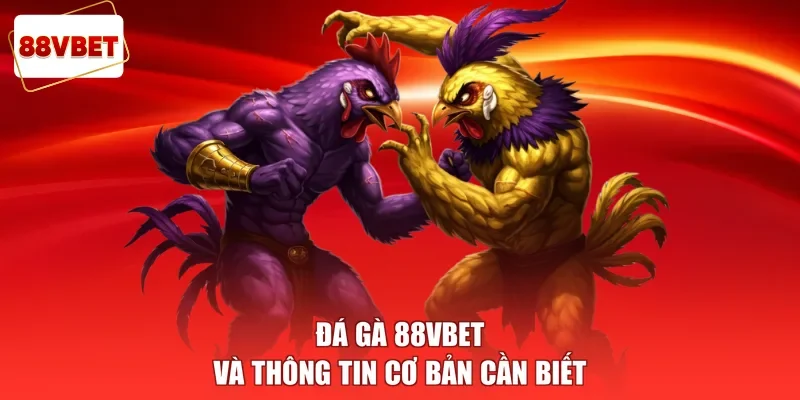 Đá gà 88vbet và thông tin cơ bản cần biết